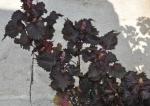 Grünes Shiso-Perilla frutescens var. crispa