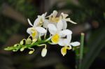 : - Phalaenopsis equestris