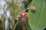 :-Phalaenopsis mariae