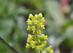 :-Polystachya zambesiaca