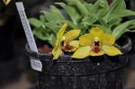 : - Promenaea guttata