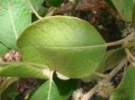 : - Piptocarpha rotundifolia