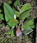: - Restrepia pandurata