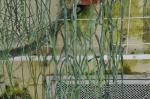 : - Rhipsalis paradoxa