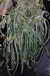 : - Parapteroceras odoratissimum