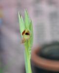 Pflugschar-Zungenstendel - Serapias vomeracea