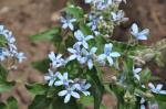 : - Oxypetalum coeruleum