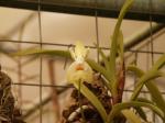 : - Vanda denisoniana