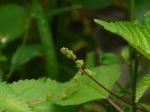 : - Laportea interrupta