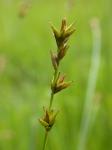 Igel-Segge - Carex echinata