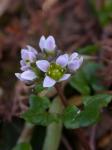 Dänisches Löffelkraut - Cochlearia danica