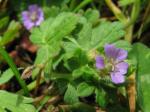 Kleiner Storchschnabel - Geranium pusillum