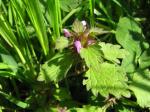 : - Lamium purpureum var. hybridum