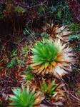 : - Paepalanthus costaricensis