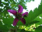 : - Parmena spectabilis
