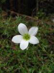 Astmoosartiger Steinbrech - Saxifraga hypnoides
