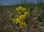 Felsen-Greiskraut - Senecio squalidus