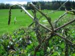 Gemeine Schmerwurz-Dioscorea communis