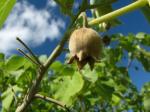 :-Abutilon eremitopetalum