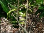 : - Antidesma pulvinatum