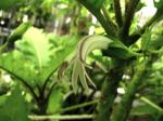: - Cyanea lobata subsp. lobata