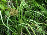 : - Cyperus javanicus