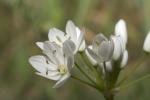 Wimperblättriger Lauch - Allium subhirsutum