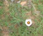 : - Sida linifolia