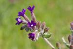 : - Anchusa undulata subsp. hybrida