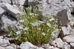 Grossblumiges Sandkraut - Arenaria grandiflora