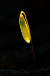 : - Ptychostomum capillare