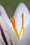 Silberlack-Krokus-Crocus versicolor