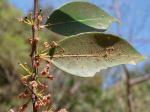 : - Siphoneugena densiflora