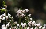Baumheide - Erica arborea