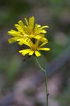 Zweispaltiges Habichtskraut - Hieracium bifidum