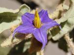 Wolfsapfel-Solanum lycocarpum