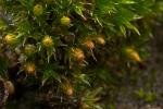 Hauchdünnes Goldhaarmoos - Orthotrichum diaphanum