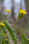 Schildblättriger Hahnenfuß - Ranunculus thora