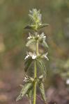 Römisches Gliedkraut - Sideritis romana