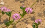Persischer Klee - Trifolium resupinatum