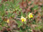 : - Stylosanthes scabra