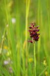 Wanzen-Knabenkraut - Anacamptis coriophora