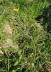 Abgebissener Pippau - Crepis praemorsa