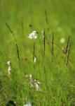 Breitblättriges Wollgras - Eriophorum latifolium