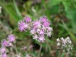 : - Trichogonia salviifolia