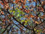 Wildbirne - Pyrus pyraster