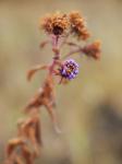 Raublatt-Aster - Symphyotrichum novae-angliae