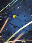 Kleiner Wasserschlauch - Utricularia minor