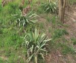 Palmlilie - Yucca filamentosa