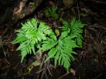 : - Cheilanthes decipiens